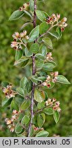 Cotoneaster franchetii (irga Francheta)