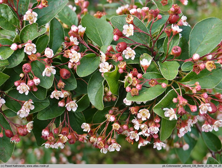 Cotoneaster multiflorus var. multiflorus (irga wielokwiatowa)