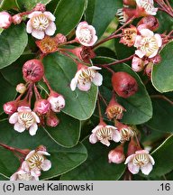 Cotoneaster multiflorus var. multiflorus (irga wielokwiatowa)