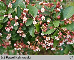 Cotoneaster multiflorus var. multiflorus (irga wielokwiatowa)