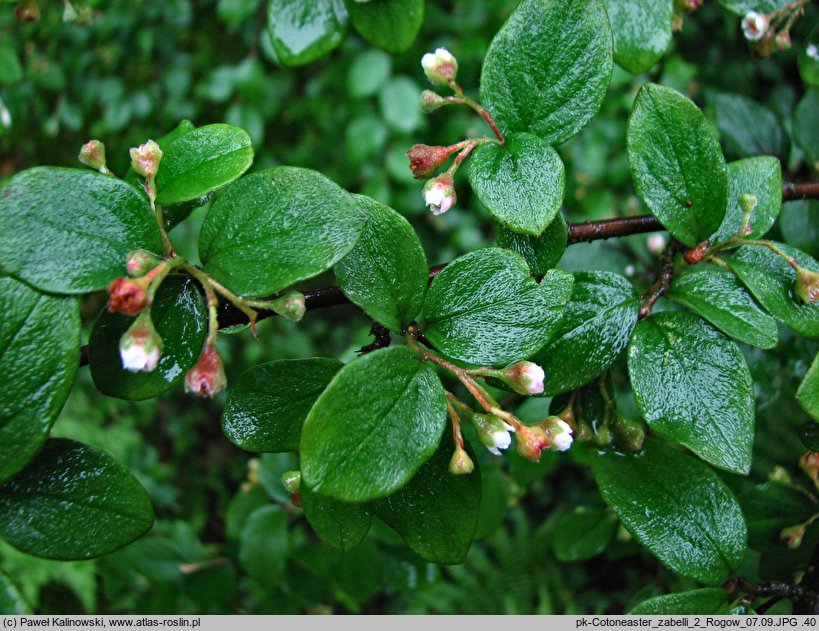 Cotoneaster zabelli (irga Zabela)