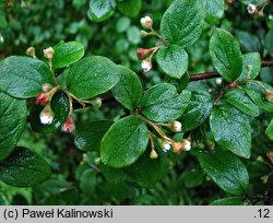 Cotoneaster zabelli (irga Zabela)