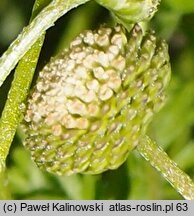 Cotula australis (kotula australijska)