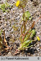 Cotula coronopifolia (kotula południowa)