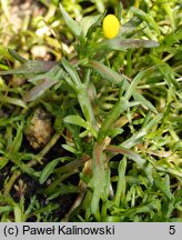 Cotula coronopifolia (kotula południowa)