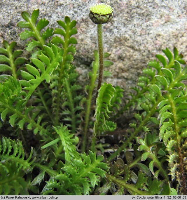 Cotula potentillina (kotula pięciornikowata)