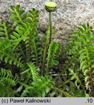 Cotula potentillina (kotula pięciornikowata)