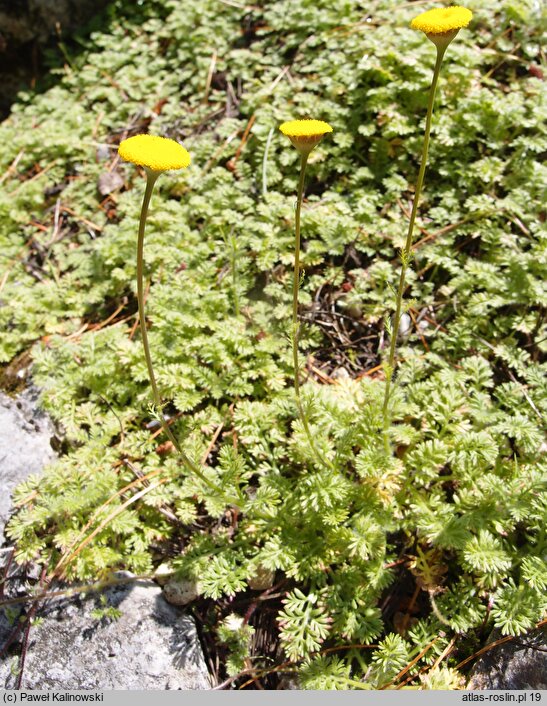 Cotula socialis