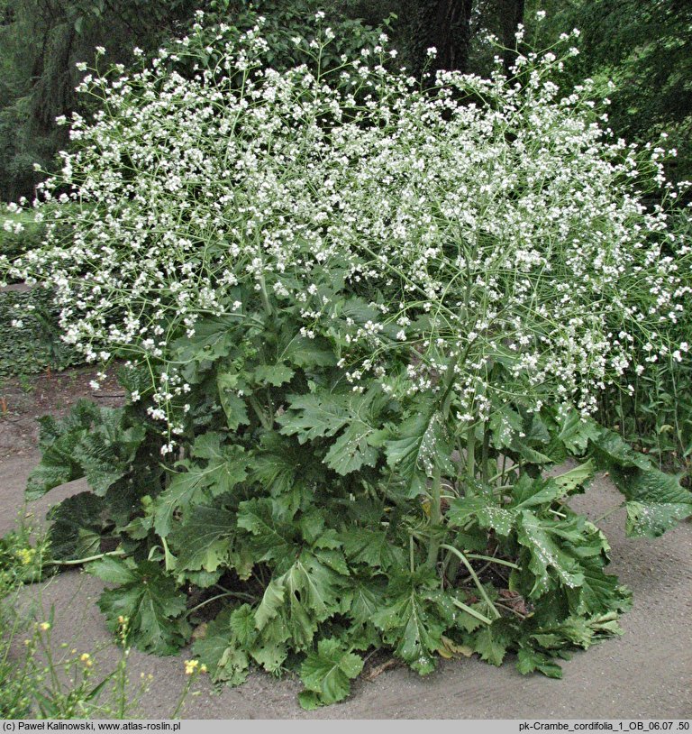 Crambe cordifolia (modrak sercolistny)