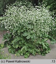 Crambe cordifolia (modrak sercolistny)