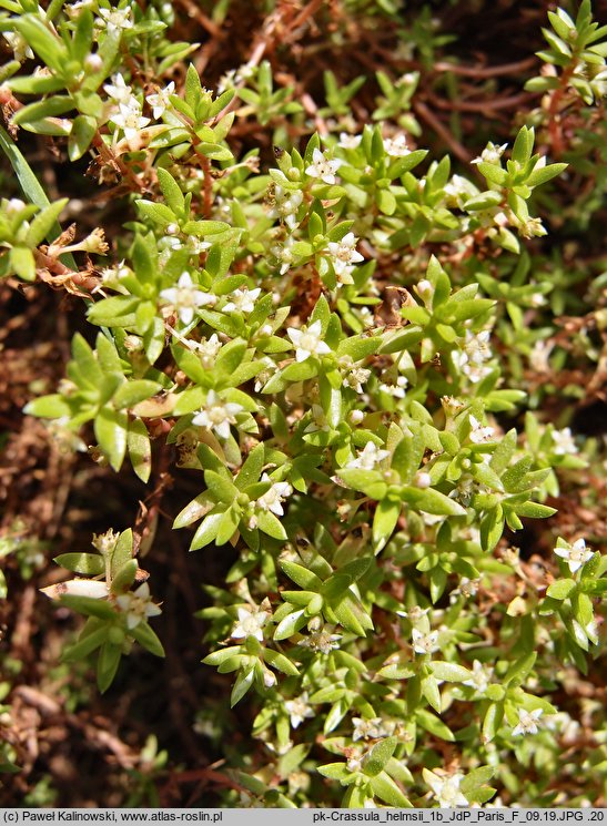 Crassula helmsii (grubosz Helmsa)