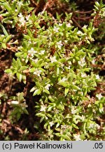 Crassula helmsii (grubosz Helmsa)