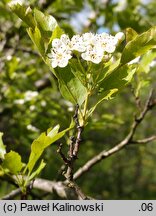 Crataegus azarolus (głóg włoski)