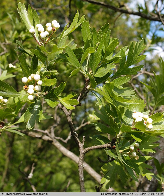 Crataegus azarolus (głóg włoski)