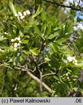 Crataegus azarolus (głóg włoski)