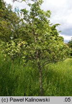 Crataegus azarolus (głóg włoski)