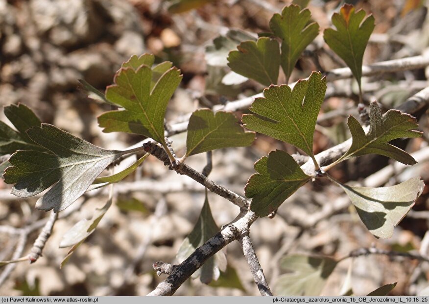 Crataegus azarolus var. aronia