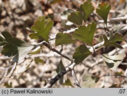 Crataegus azarolus var. aronia