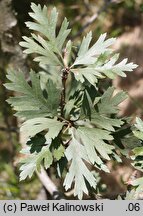 Crataegus pontica (głóg pontyjski)