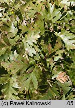 Crataegus pontica (głóg pontyjski)