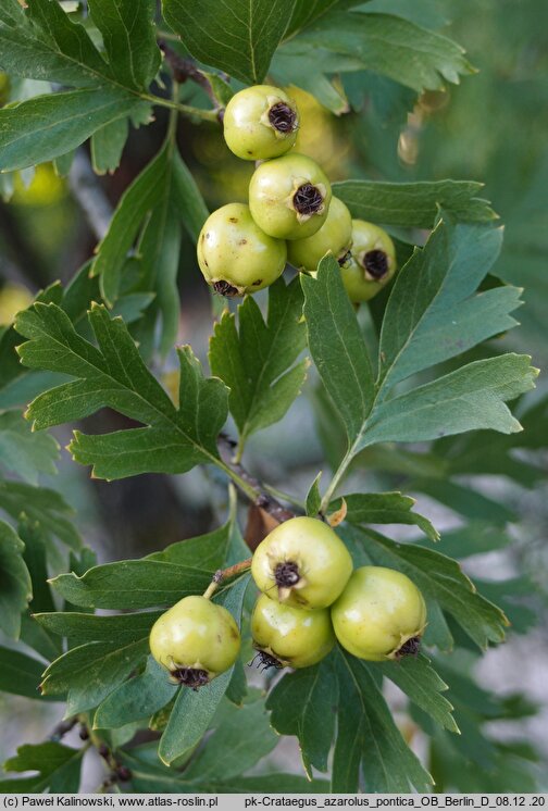 Crataegus pontica (głóg pontyjski)