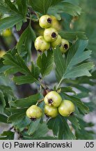 Crataegus pontica (głóg pontyjski)