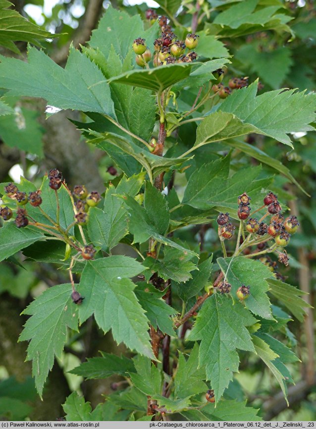 Crataegus chlorosarca (głóg zielonoowockowy)