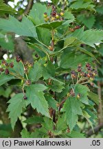 Crataegus chlorosarca (głóg zielonoowockowy)