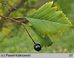 Crataegus chlorosarca (głóg zielonoowockowy)