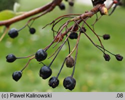 Crataegus chlorosarca (głóg zielonoowockowy)