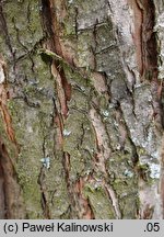 Crataegus chlorosarca (głóg zielonoowockowy)