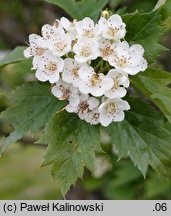 Crataegus chlorosarca (głóg zielonoowockowy)