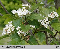 Crataegus chlorosarca (głóg zielonoowockowy)