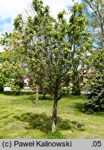 Crataegus chlorosarca (głóg zielonoowockowy)