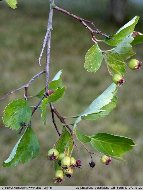 Crataegus columbiana