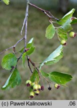 Crataegus columbiana