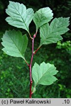 Crataegus dahurica (głóg dahurski)