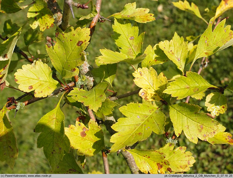 Crataegus dahurica (głóg dahurski)