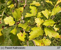 Crataegus dahurica (głóg dahurski)