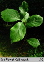 Crataegus douglasii (głóg Douglasa)