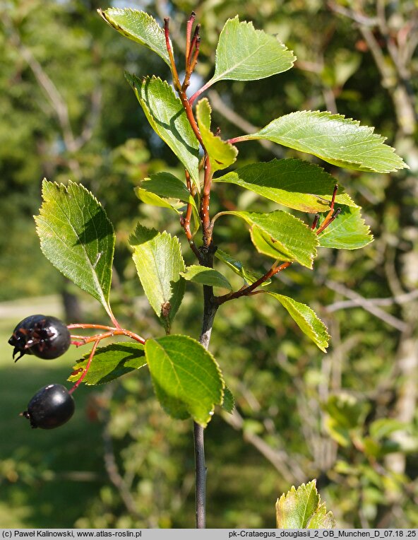 Crataegus douglasii (głóg Douglasa)