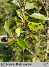 Crataegus douglasii (głóg Douglasa)