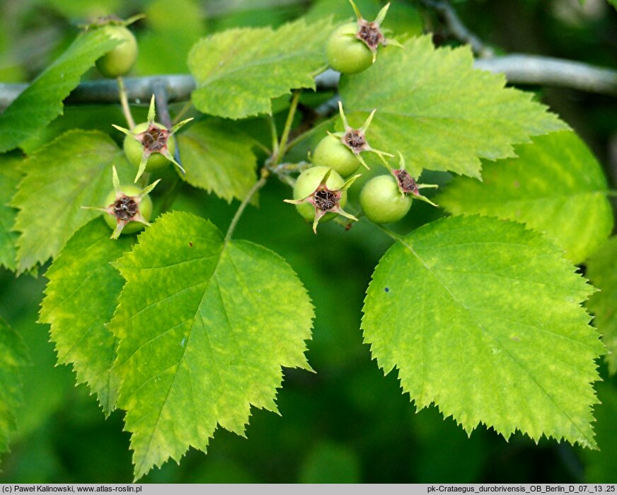 Crataegus pruinosa var. pruinosa