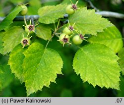 Crataegus pruinosa var. pruinosa