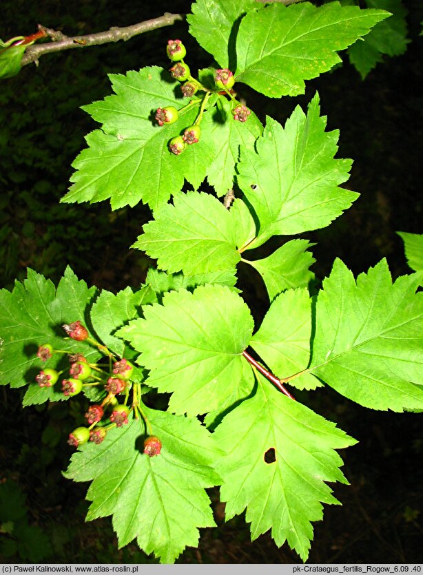 Crataegus fertilis