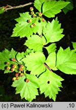 Crataegus fertilis