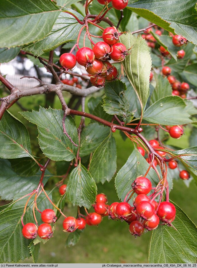 Crataegus macracantha (głóg wielkocierniowy)