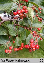 Crataegus macracantha (głóg wielkocierniowy)