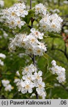 Crataegus meyeri (głóg Meyera)