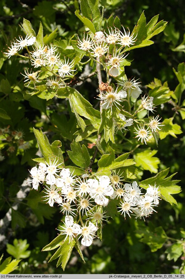 Crataegus meyeri (głóg Meyera)